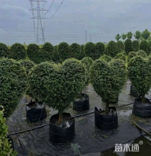 3公分造型川滇蜡树