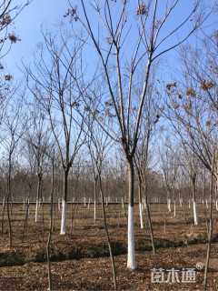 15公分黄山栾树