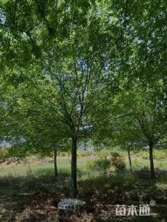 15公分朴树