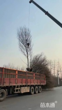 12公分美国红枫-红冠