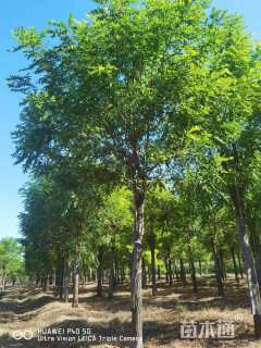 17公分嫁接香花槐