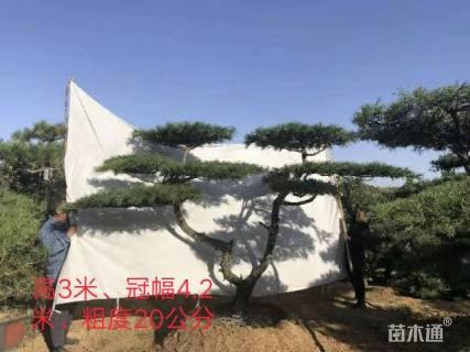 10公分造型油松