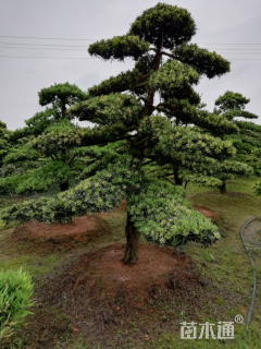 移栽苗造型罗汉松