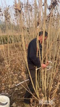 高度300厘米木芙蓉