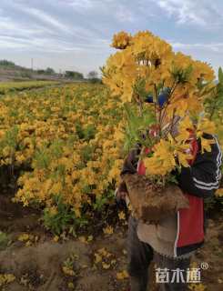 高度50厘米映山红