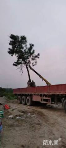 高度600厘米马尾松