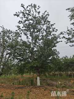 29公分高杆早樱