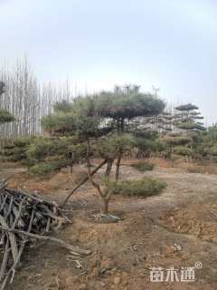 15公分造型油松