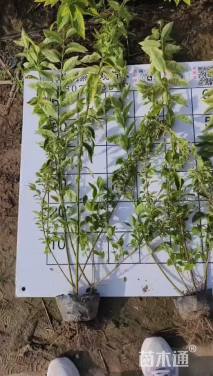 高度70厘米金边假连翘