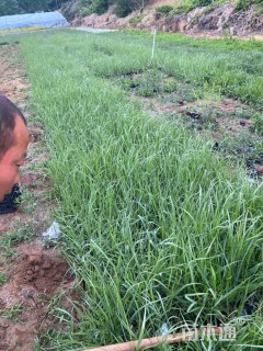 高度35厘米白茅