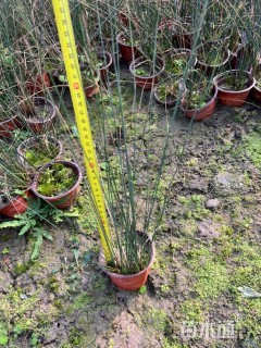 高度35厘米灯心草