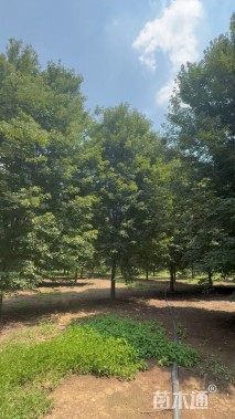 18公分美国红枫