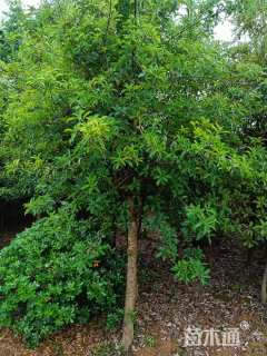 13公分椤木石楠