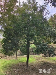 15公分黄花风铃木