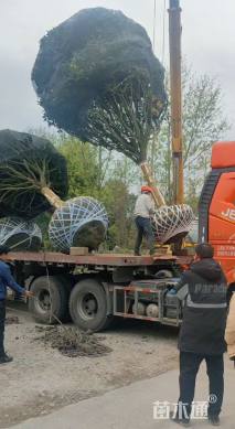 高度350厘米丛生桂花