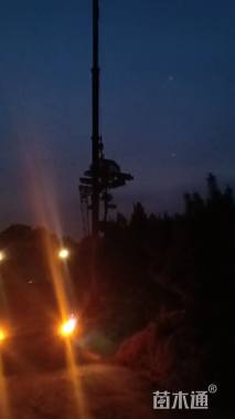 29公分造型油松