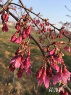 12公分中国红樱花