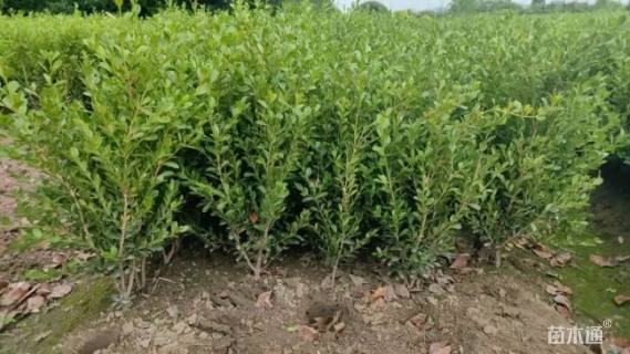 高度50厘米豆瓣黄杨