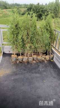 高度600厘米黑松