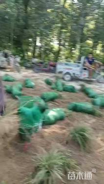 高度20厘米麦冬