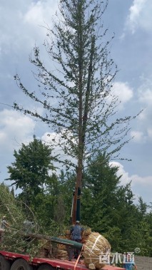 15公分欧洲小叶椴