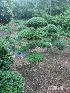 40公分对节白蜡