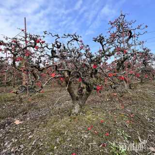 8公分造型贴梗海棠