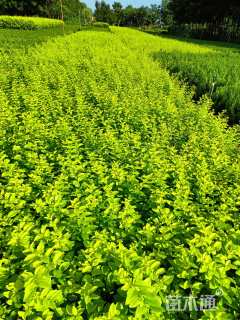 高度40厘米金叶女贞