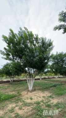 高度800厘米(8杆)丛生国槐