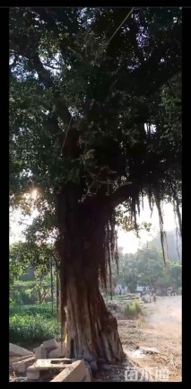 50公分榕树