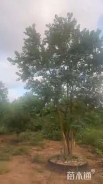 40公分(4杆)丛生乌桕