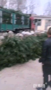 高度40厘米油松