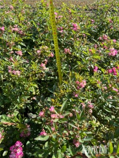 高度40厘米丰花月季