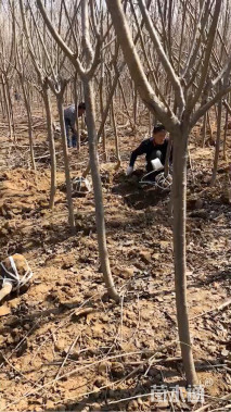 15公分日本晚樱