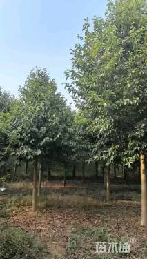 15公分乐昌含笑