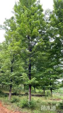 19公分美国红枫