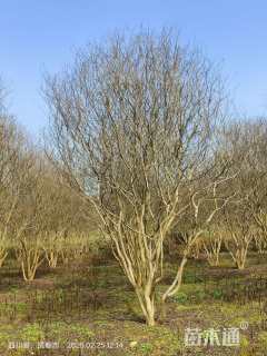 高度400厘米大红紫薇