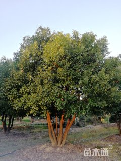 40公分丛生香樟