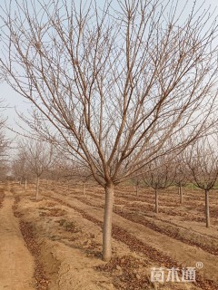 25公分染井吉野樱