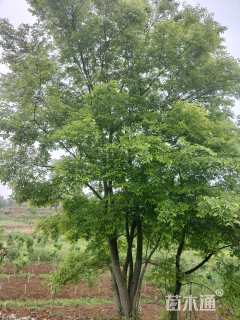 95公分丛生朴树
