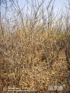 高度3500厘米丛生蜡梅