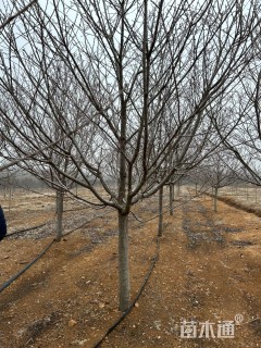 12公分八重红大岛