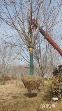 15公分北美海棠