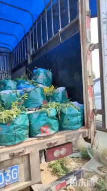 高度30厘米矾根