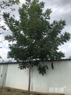 18公分薄壳山核桃