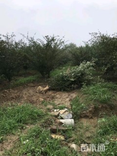 10公分垂丝海棠