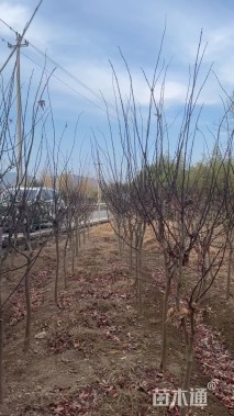 高度250厘米三季红红枫