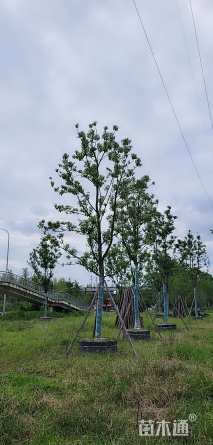 高度600厘米丛生紫荆