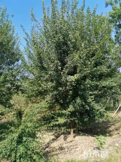 高度500厘米丛生三角枫