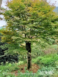 41.5公分中国红枫